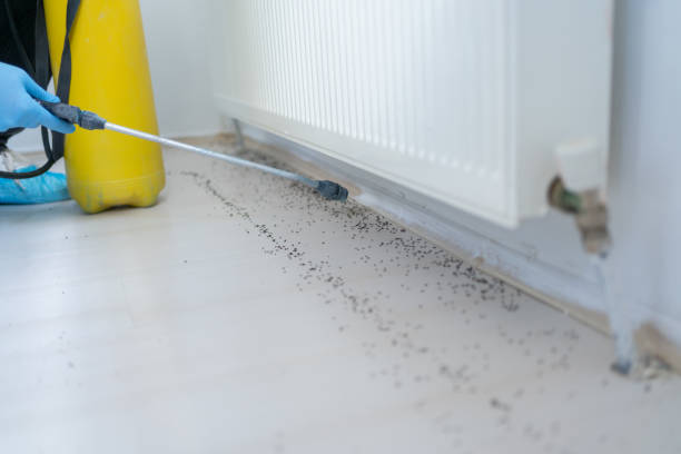 Best Pest Prevention Services  in Somerville, MA